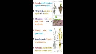 Plant Roots Types and Parts geneticteacher [upl. by Verge]