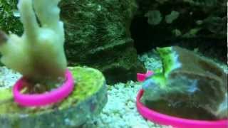 Montipora Eating Nudibranchs vs Hungry Wrasse [upl. by Teplica]