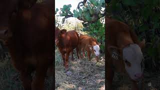 BECERROS HEREFORD X ANGUS Y MASHONA X ANGUS rancho vacas angus [upl. by Hareenum]