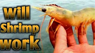 Ultimate Shrimp Catfish Challenge [upl. by Thalassa]