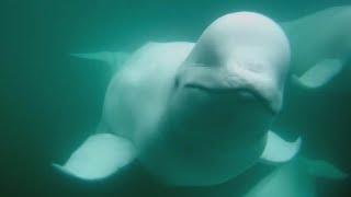 Beluga Boat Underwater Cam  81624 [upl. by Enigroeg637]