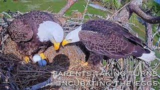 14🦅SWFL Eagle Nest／Nov172024／Southwest Florida Eagle Cam [upl. by Colin]