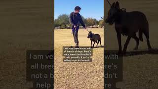 How To Tame An Aggressive Dog  Any Breed  The Dog Daddy [upl. by Zales290]