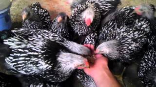 Silver laced wyandotte chickens poulet tavuk [upl. by Filahk]