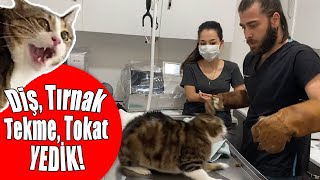 CANIMIZI ZOR KURTARDIK 😱 Kedi Saldırısında Yeni Seviye İstanbul 😅 inanoğlu kedisaldırısı [upl. by Nepsa920]