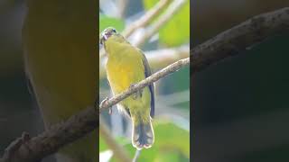 Thick billed spiderhunter [upl. by Annahavas634]