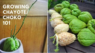 How to grow Chayote Choko at home  Sprouting and tricks  Permaculture plant [upl. by Aicenod]