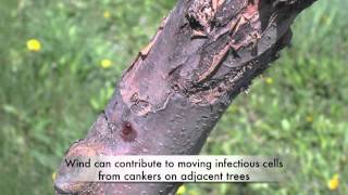 Fire blight and cankers [upl. by Simmons]