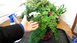 How to save an Adiantum Maidenhair Fern that has been left too dry [upl. by Adnarb287]