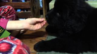 McDonalds Apple Pie Newfoundland tries a snack Newfie puppy Adorable [upl. by Marino]