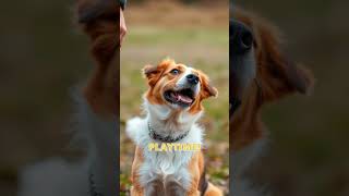 Why Do Dogs Lick Their Owners’ Faces facts funfacts [upl. by Guyon]