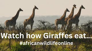 Watch South African Giraffes In Action Discover The Unique Feeding Habits Of African Wildlife [upl. by Eimmelc366]