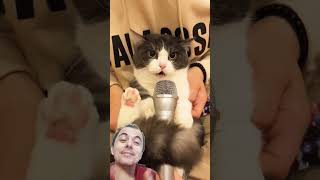 tiktok gatos cat dublagemmusica musicgenre funny dublegem newsong cute dubbrasil [upl. by Aslin]