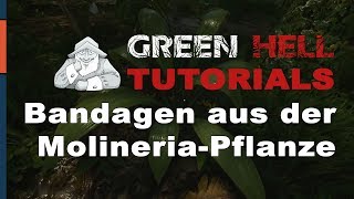 GREEN HELL  Tutorial 3  Wunden versorgen mit Bandage amp Verband  Deutsch German Tipps und Tricks [upl. by Akinuahs]