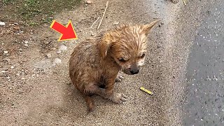 Pensó que el cachorro callejero estaba mojado pero estaba convulsionando cuando llegó al hospital [upl. by Mialliw]