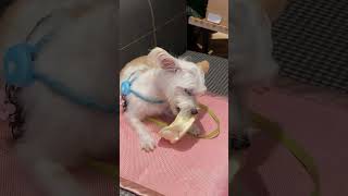 Greedy dog  Dog treats pig snouts😋😋😋dog morkie shorts dogshorts funny shortsvideo fypシ゚ [upl. by Minsat]