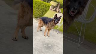 German Shepherd Double Coat Dog germansheperd animalslover dog puppy aggressive shorts [upl. by Sid]