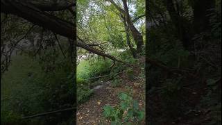 Forest walk nature sounds birds sounds Forest ambience amazing landscape malakand short [upl. by Ayrotal]