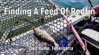 Finding A Feed Of Redfin at Lake Hume [upl. by Chaddie]