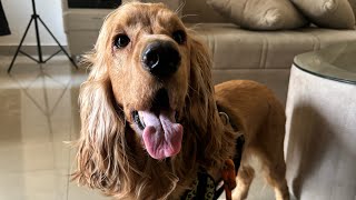 Training my cocker spaniel to fetch the ball [upl. by Dever]