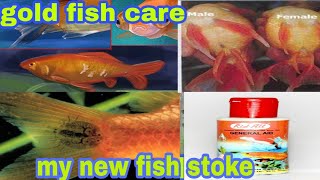 gold fish care goldfish fungus how to treatment goldfish and my new fish stoke [upl. by Zachery]