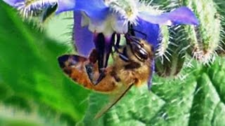 Honey Bees Nectaring Borage  October 15 2014 [upl. by Amitaf789]