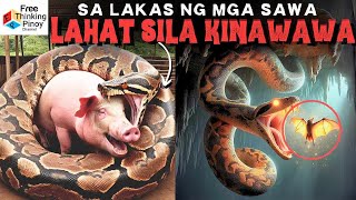 PAANO BA HUMULI NG PAGKAIN ang mga AHAS hOW Snakes Hunt their PREY [upl. by Halyhs]