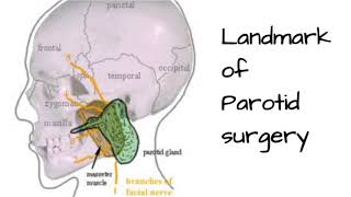 Landmarks of Parotid surgery [upl. by Cazzie]