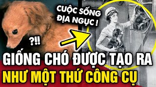 Đáng thương GIỐNG CHÓ TURNSPIT có cuộc sống NHƯ ĐỊA NGỤC cho đến khi BIẾN MẤT HOÀN TOÀN  Tin 3 Phút [upl. by Teak]