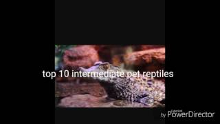 Top 10 reptiles for intermediate keepers [upl. by Mcgrath]