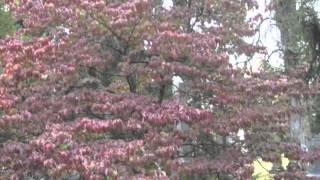 Cornus florida Cloud Nine Dogwood [upl. by Gregorio]