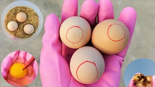 Safety Tips for Handling Fertile Eggs  How to Care For Chicken Fertile Eggs  Dr ARSHAD [upl. by Ordep]