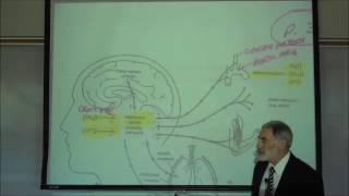 RESPIRATORY PHYSIOLOGY REGULATION OF BREATHING by Professor Fink [upl. by Aliam679]