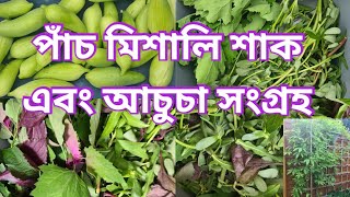 Harvesting Achocha Tree Spinach Buffalo Spinach amp brahmi shak 2024আচুচাভাতুয়াহেলেঞ্চা ও ঘী শাক [upl. by Avirt]