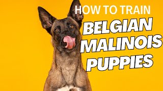 How to Train Belgian Malinois Puppy [upl. by Freda878]