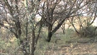 Cape Buffalo attacks Hunting guide South Africa [upl. by Ahserak212]