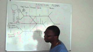 Brachial plexus made ridiculously simple PART 2 Lecture [upl. by Astor]