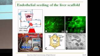 SENS5  Tissue engineering of the liver using decellularised scaffolds [upl. by Eedyaj]