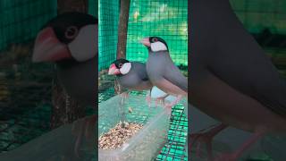 Java finches or Java sparrow feeding birdslover youtubeshorts birds youtube nature shortsviral [upl. by Sathrum501]