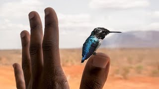 Los Pájaros Más Pequeños y Fascinantes del Mundo  Maravillas en Miniatura de la Naturaleza [upl. by Onibla]