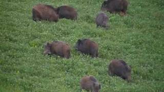 diviačia rodinka  wild boars  dzik  Wildschwein  vaddisznó [upl. by Yhtommit]