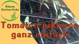 Tomaten pikieren ganz einfach  Tomatenpflanzen selber vorziehen  Tomatenanzucht März [upl. by Eynenihc648]