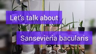 Lets talk about Sansevieria bacularis [upl. by Ailama]