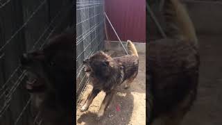 Caucasian Shepherd dog vs Kangal Dog  aggressive dogs wants to fight  shorts [upl. by Froemming]