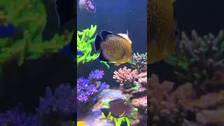 Angelfish in reef tank aquarium reefaquarium reeftank fishtank reef [upl. by Dinny530]