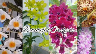 Dendrobium Vanda Rhynchostylis Gigantea Orchid AZ Care।। Orchid care for beginners ।। Orchid Name [upl. by Remsen91]