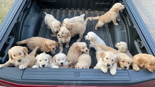 Raising 19 Golden Retriever Puppies [upl. by Leonerd]