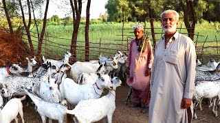 Pure Tapri Goats Documentary Best White Black Tapri Goats Village Famous Animals [upl. by Enialed]