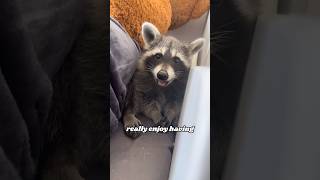 Raccoon stealing cat food heartwarmingpets animallover animals heartwarming [upl. by Assitruc105]