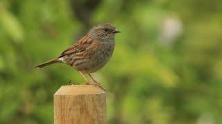 accenteur mouchet HD  Dunnock HD [upl. by Koosis]